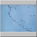 Grus grus - Kranich 03.jpg